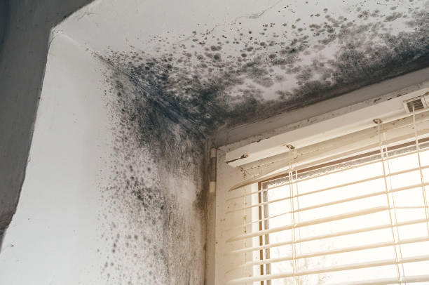 Trusted Black Mold Removal service in Windsor, NC - Cheap Mold Removal